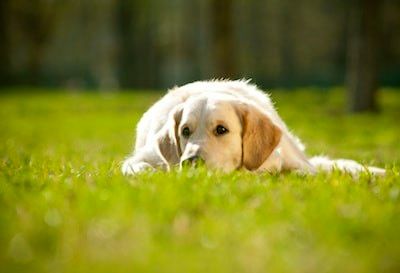 Les chiens aussi sont optimistes ou… pessimistes