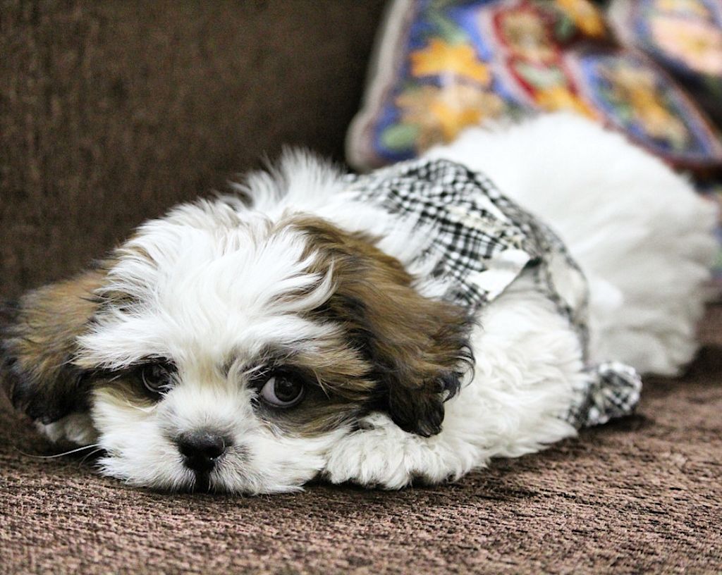 chiot Lhassa Apso