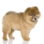 Chow-chow