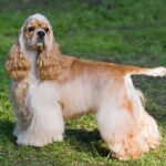 Cocker américain