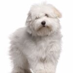 Coton de Tuléar