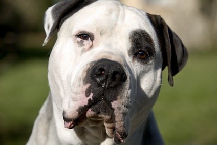 Démodécie: une affection à traiter d’urgence chez le chien