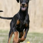 Dobermann