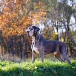 Dogue allemand