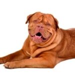 Dogue de bordeaux