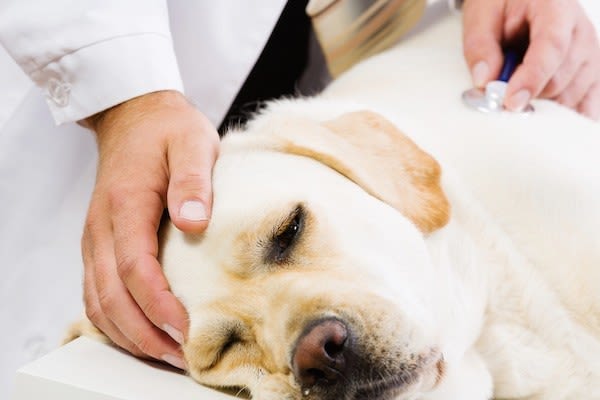 Epilepsie du chien : les Anglais se posent des questions