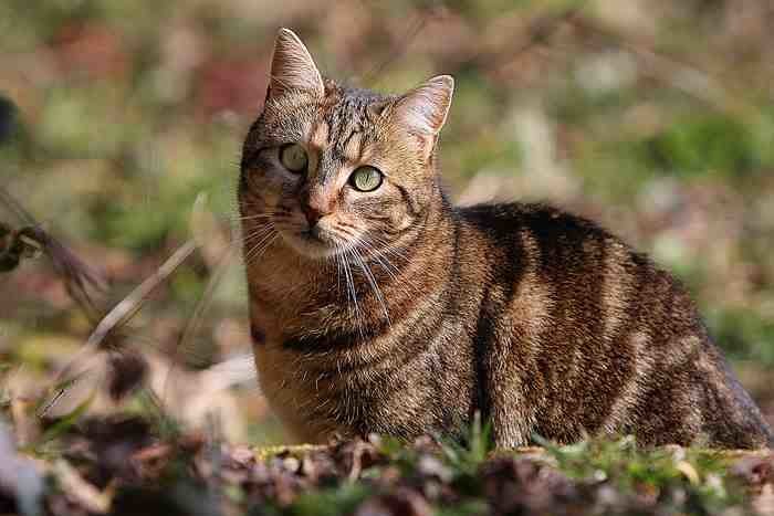 Les chats vivent désormais plus longtemps