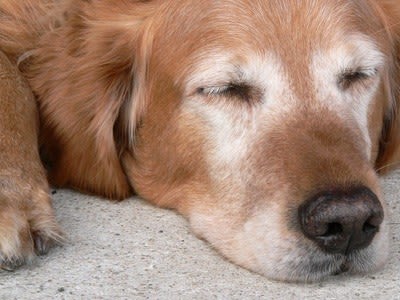 Chien âgé : faire le point sur sa santé