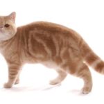 Exotic shorthair
