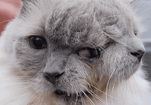 Le plus vieux chat à deux têtes est décédé