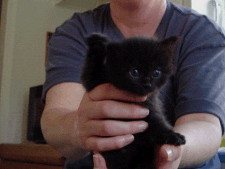  cat boy kitty kitten adorable GIF