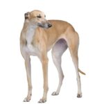 Greyhound