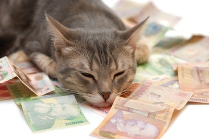 Certains chiens et chats Texans ne connaissent pas la crise