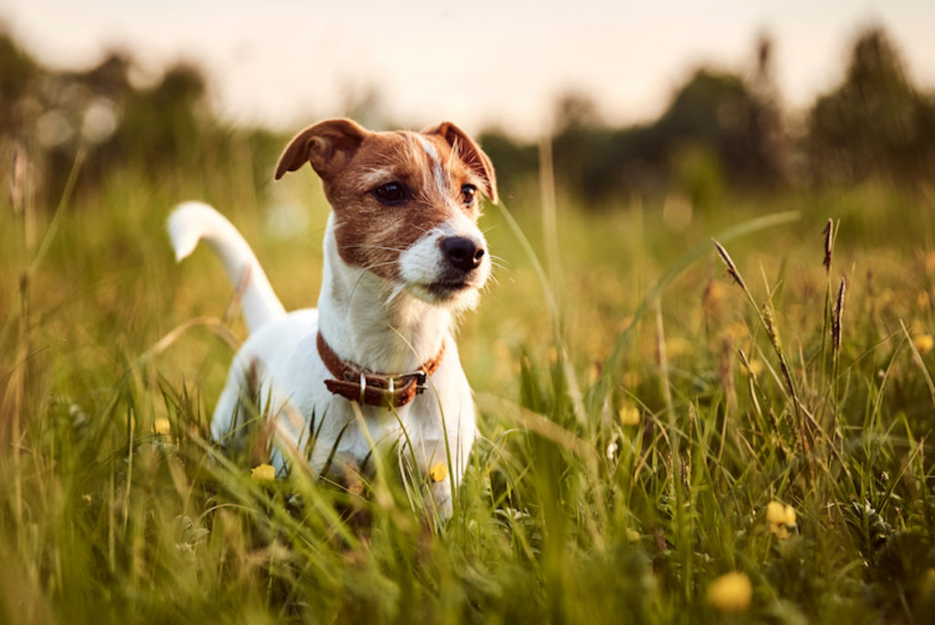 jack russel agility promenade