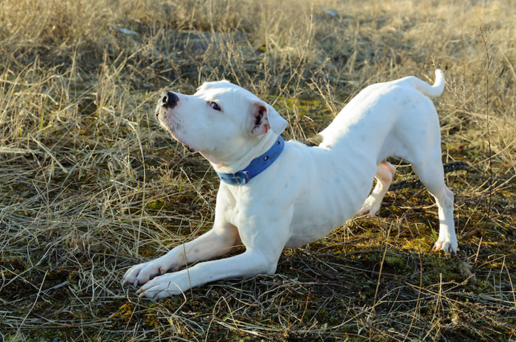 jeu dogue argentin