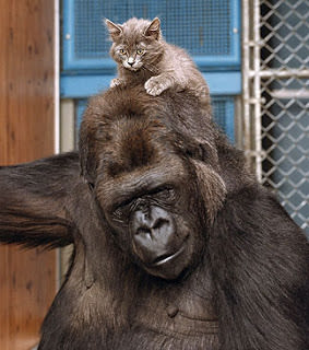 Quand un gorille pleure la perte de son copain le chaton