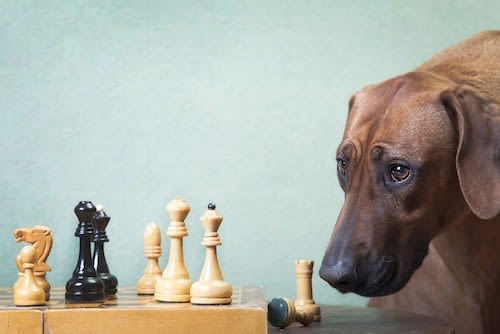 Deux minutes : c’est le temps de la mémoire du chien !