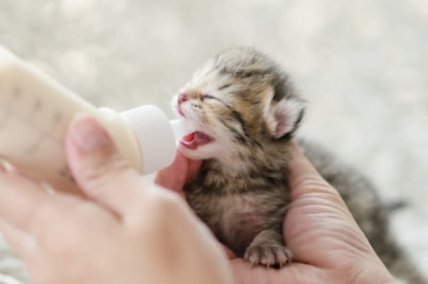 Kruid, melk, vis: heeft de kat dit echt nodig?