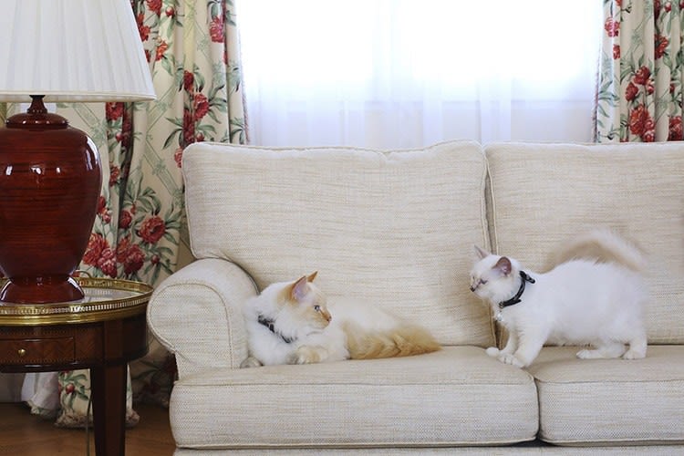 Deux chats Sacré de Birmanie dans le luxe du Bristol
