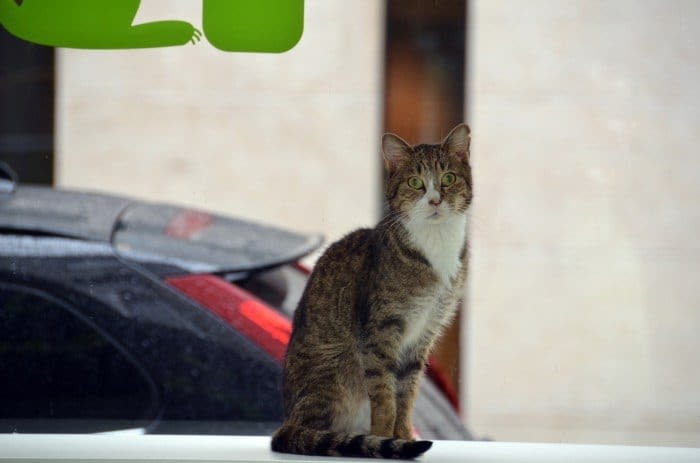Bar à chats : la Belgique se met à l’heure des Neko Café