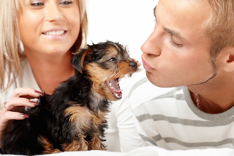 Les Français ne cèdent pas tout à leurs chiens et chats