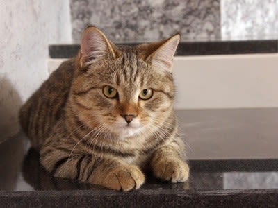Malpropreté chez le chat : les conseils du vétérinaire