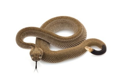 Serpents, insectes : que faire si votre chien en est victime
