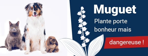 Le muguet est-il dangereux pour mon chien ou mon chat ?