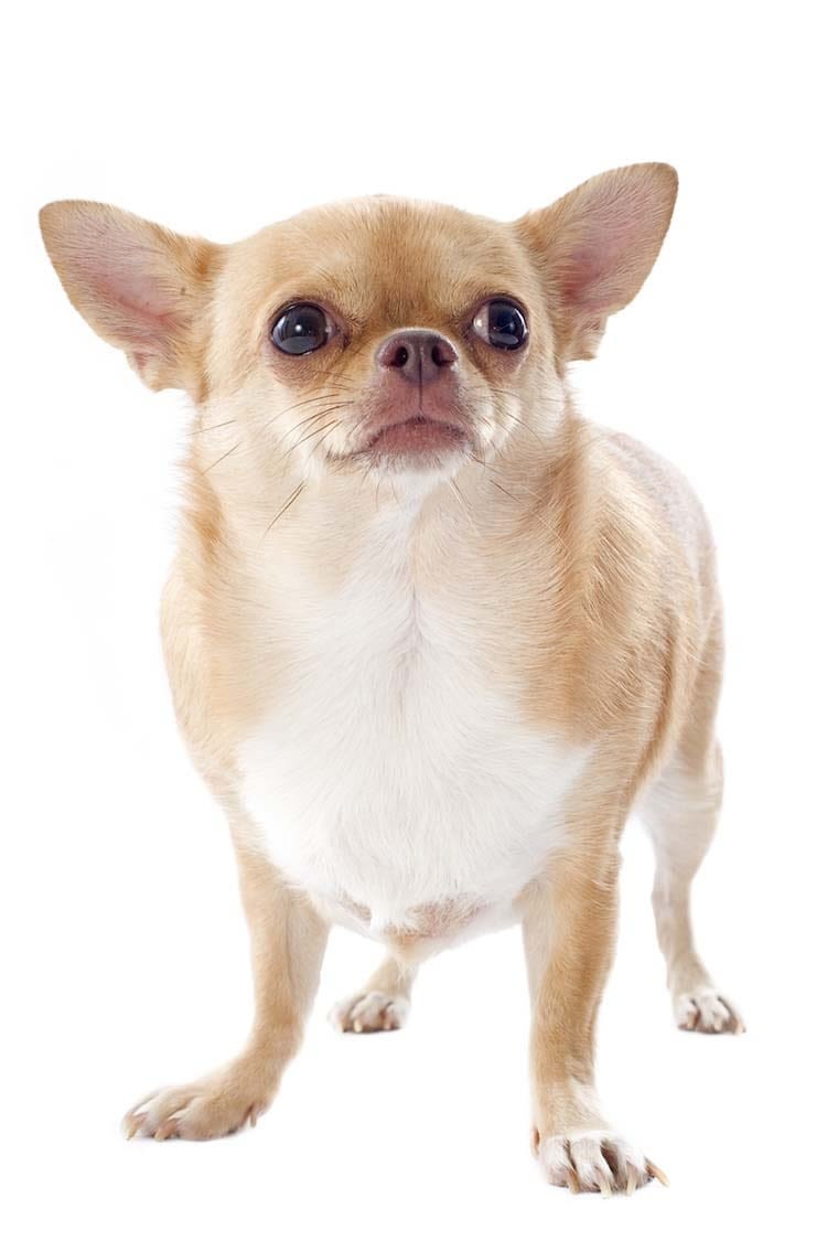 Obésité : chiens, chats, rongeurs et oiseaux… tous concernés !