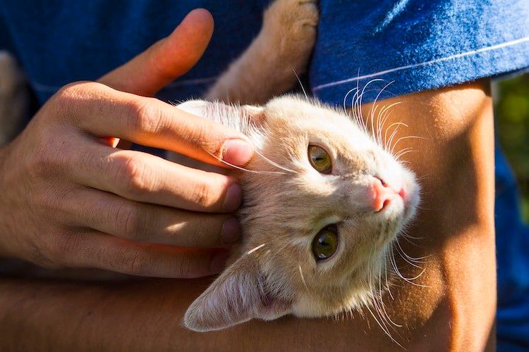Hond en kat: pas op voor oorinfecties!
