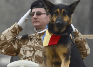 Roumanie : un projet de loi pour sauver les chiens militaires