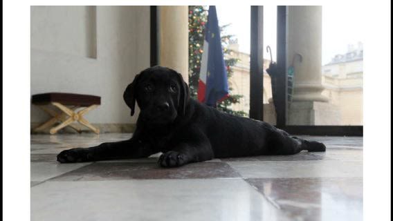 Philae : un labrador fait son entrée à l’Elysée pour Noël