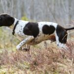 Pointer