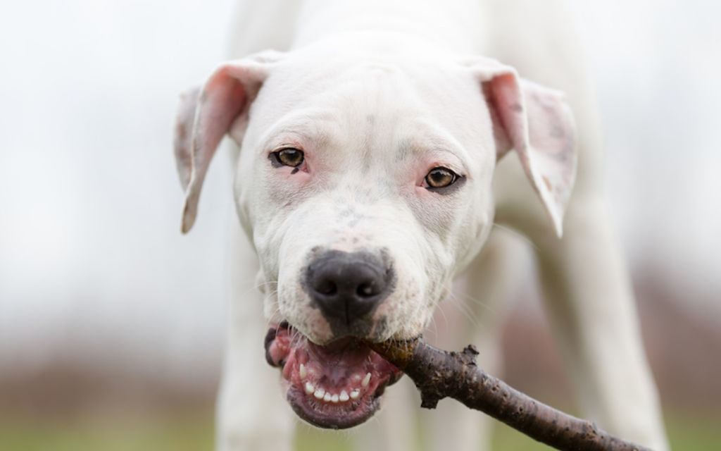portarit dogue argentin