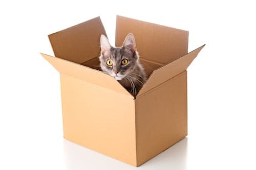 Comportement : pourquoi les chats aiment-ils les boîtes ?