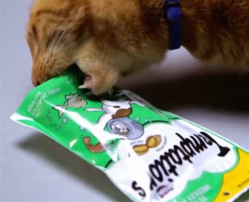 Friandises : les chats dévorent… la publicité !