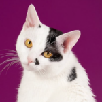 Bobtail japonais