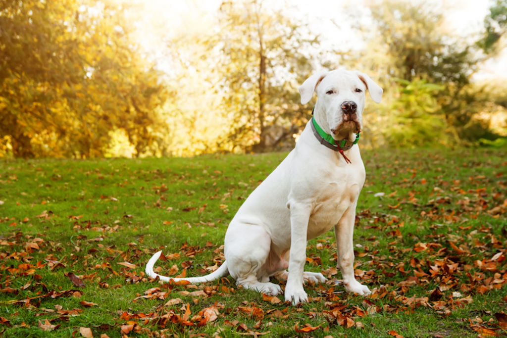 race dogue argentin