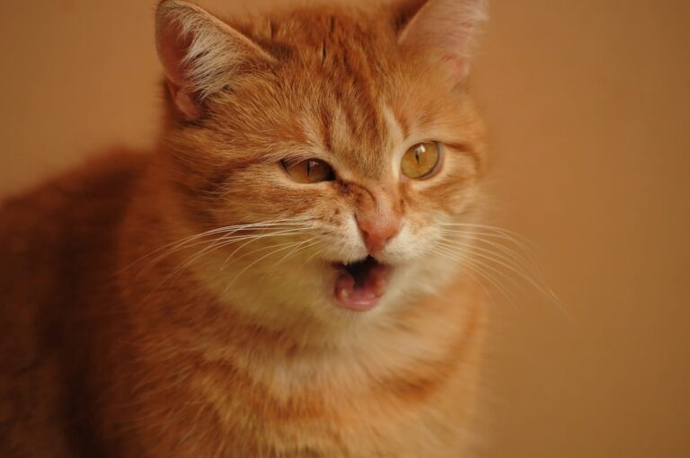 Eternuements chez le chat : que faire ?