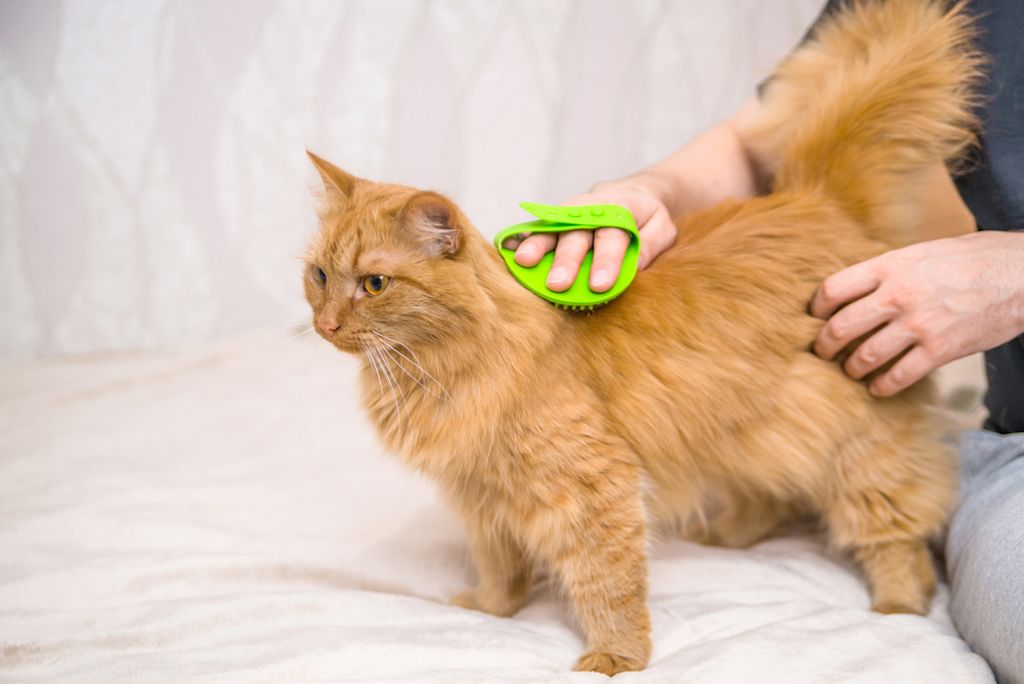 Kat wordt gekamd