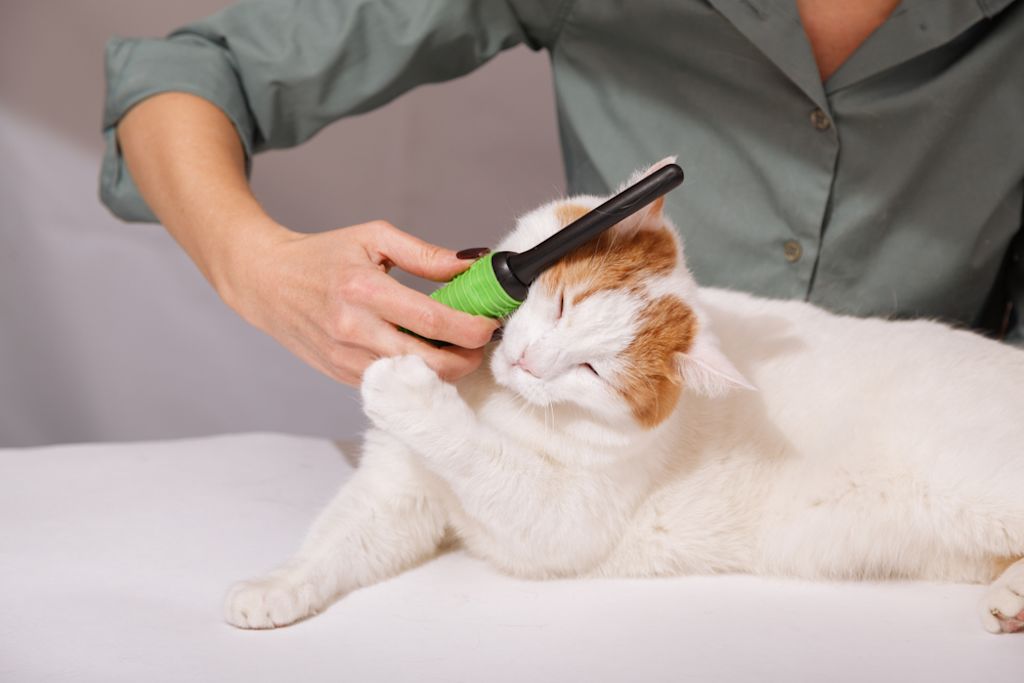 Gekamde kat