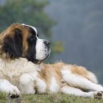 Saint-bernard