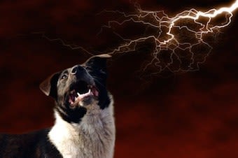 Pétards, orages… des peurs insurmontables pour le chien ?