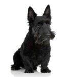 Scottish terrier