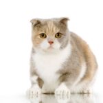 Scottish fold