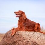 Setter irlandais
