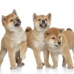 Shiba-inu