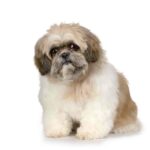 Shih-tzu