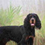 Setter gordon