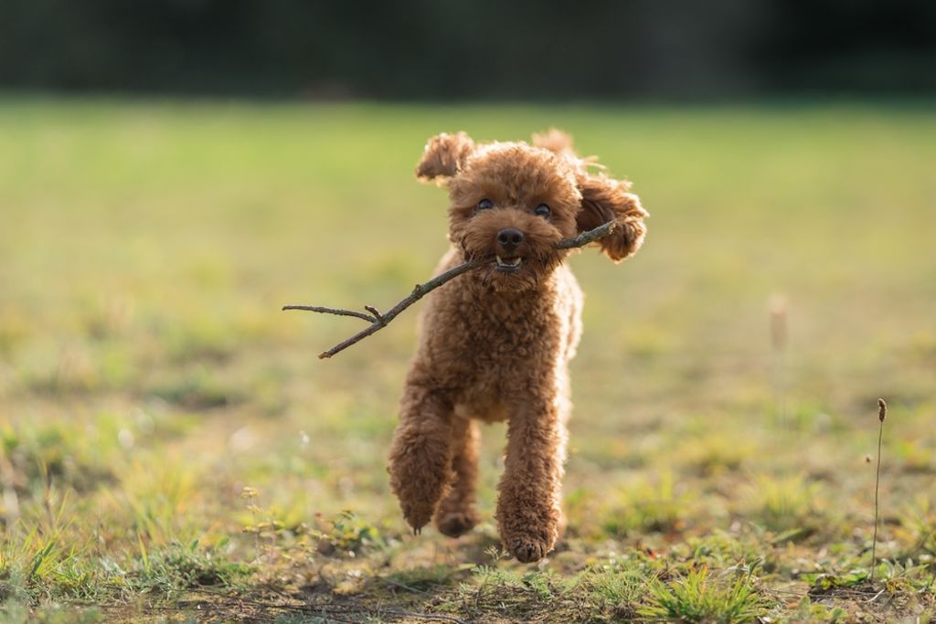 Toypoedel rent vrolijk met stok in bek